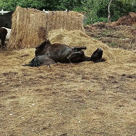 Frühstückspension Fattoria La Tana Della Volpe 3*