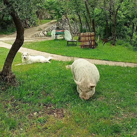 Bed & Breakfast Fattoria La Tana Della Volpe *