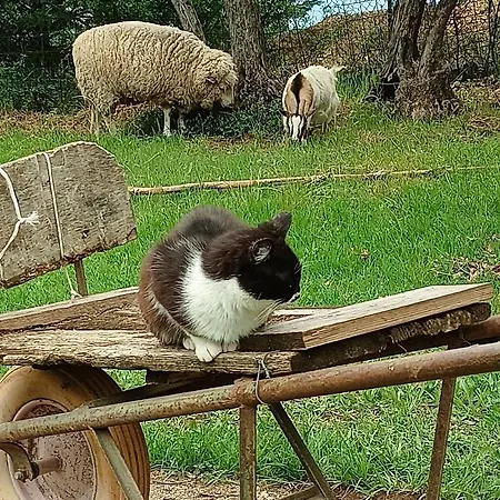 Fattoria La Tana Della Volpe *