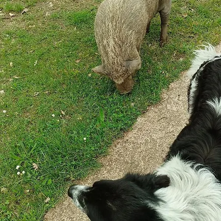 Fattoria La Tana Della Volpe