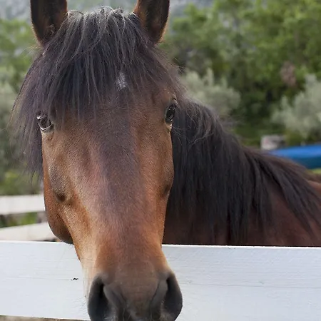Fattoria La Tana Della Volpe