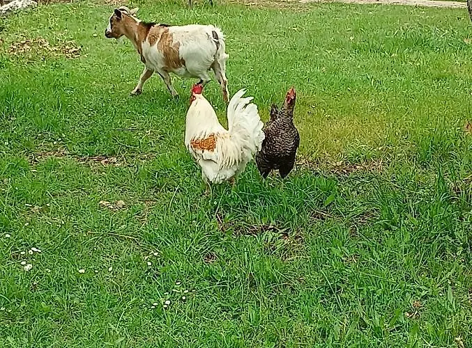 Fattoria La Tana Della Volpe Pacentro