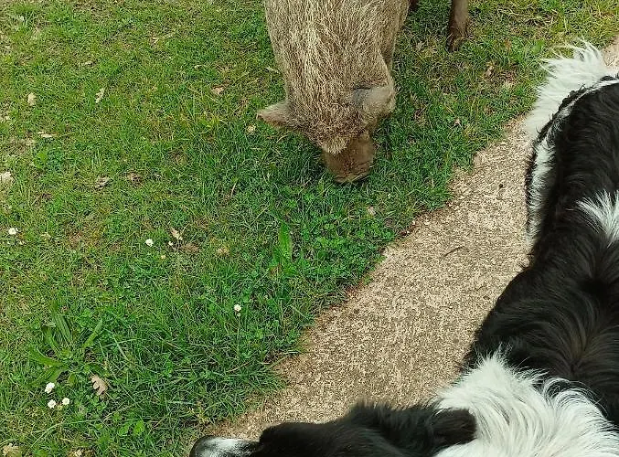 Fattoria La Tana Della Volpe
