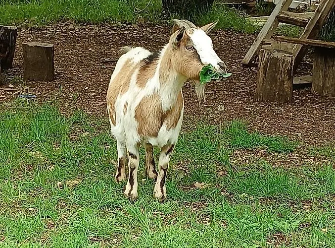 Frühstückspension Fattoria La Tana Della Volpe Pacentro