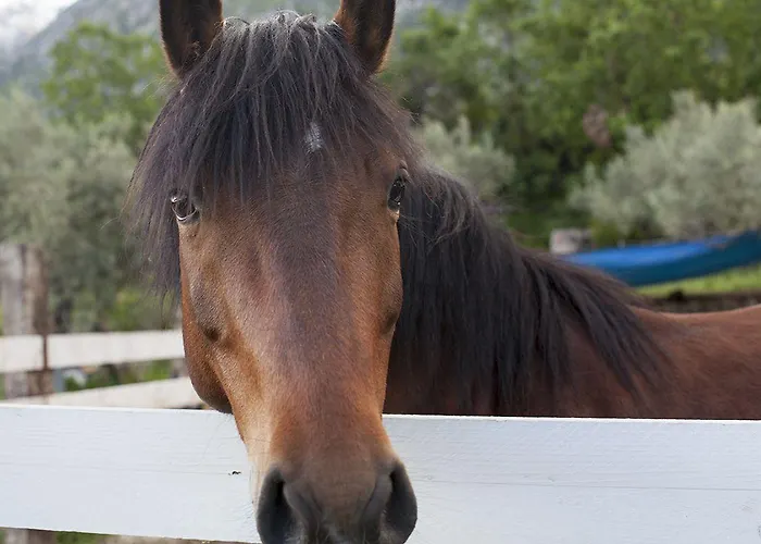 Fattoria La Tana Della Volpe